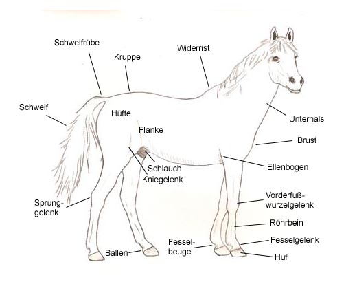 Körperteile des Pferdes