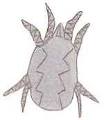 Räudemilbe